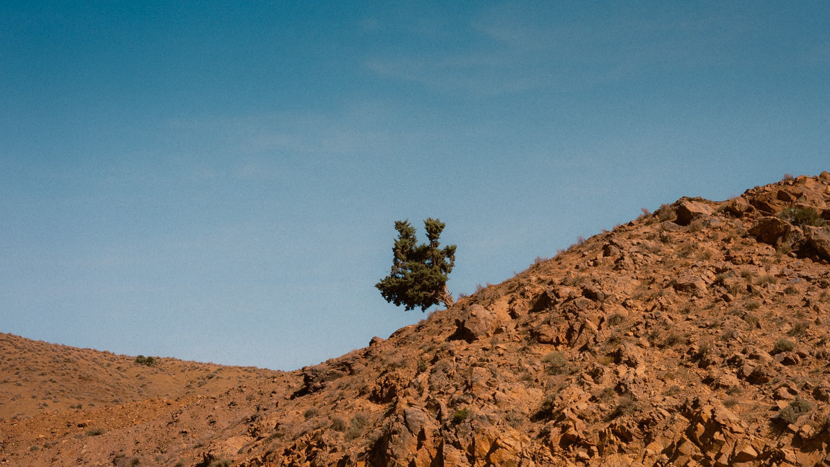 A juniper on a red hillside, the High Atlas beyond
