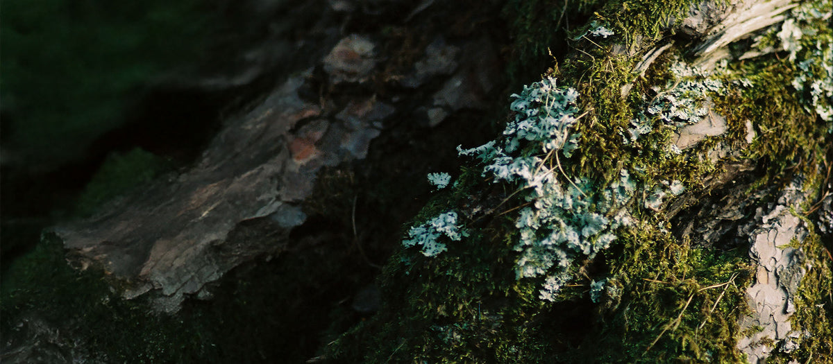 Moss Collection