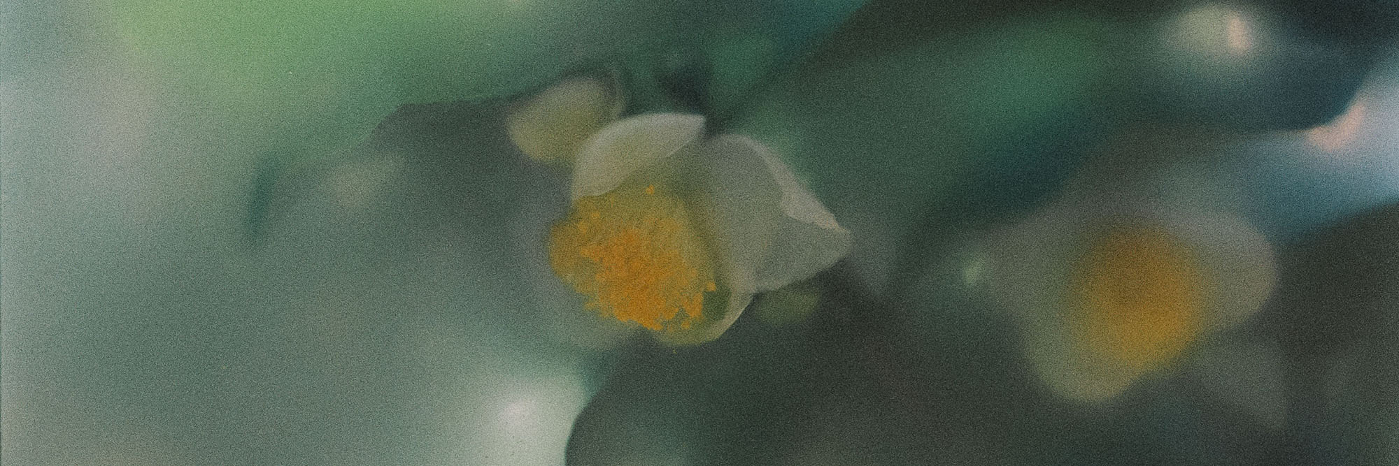 スライド画像