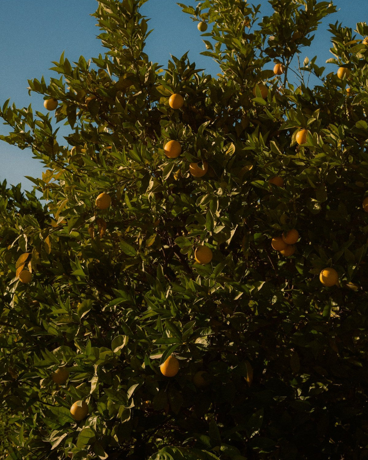 Citrus canopy