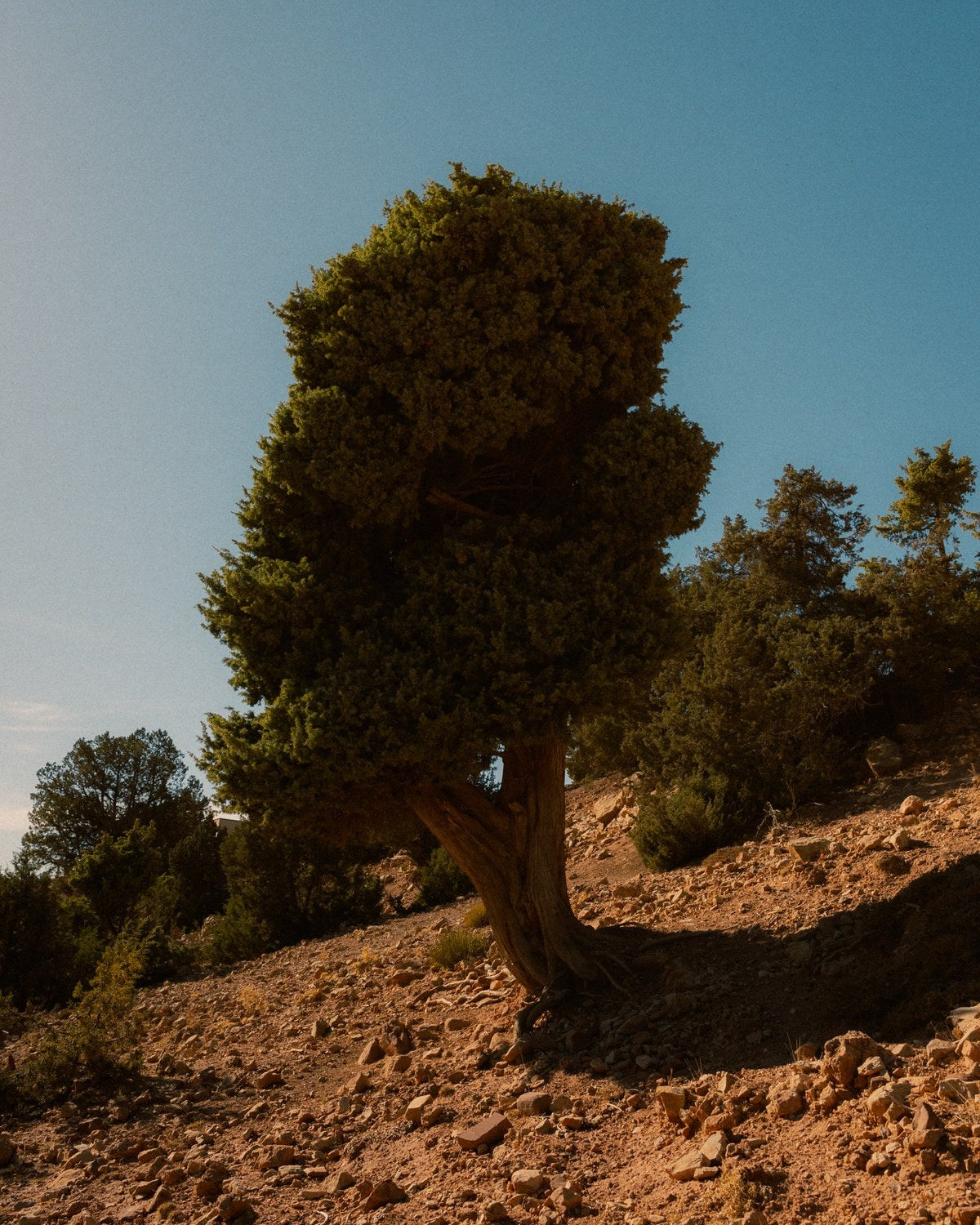 Juniper on scree