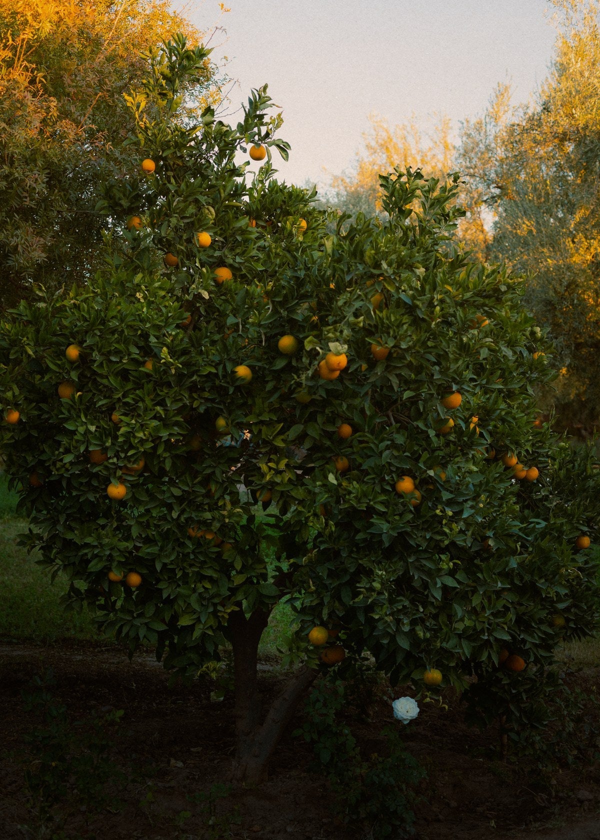Citrus tree at dusk